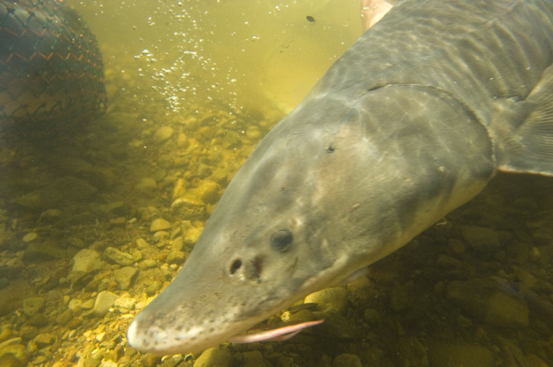 Lake Sturgeon, a focal species
