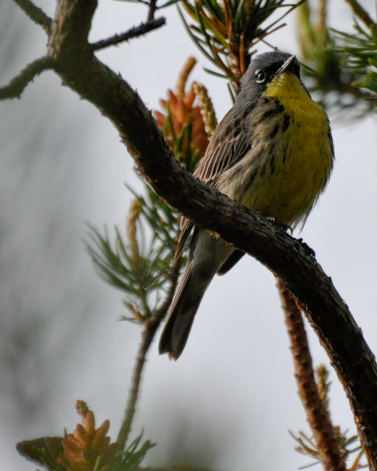 Kirtland’s Warbler, a focal species