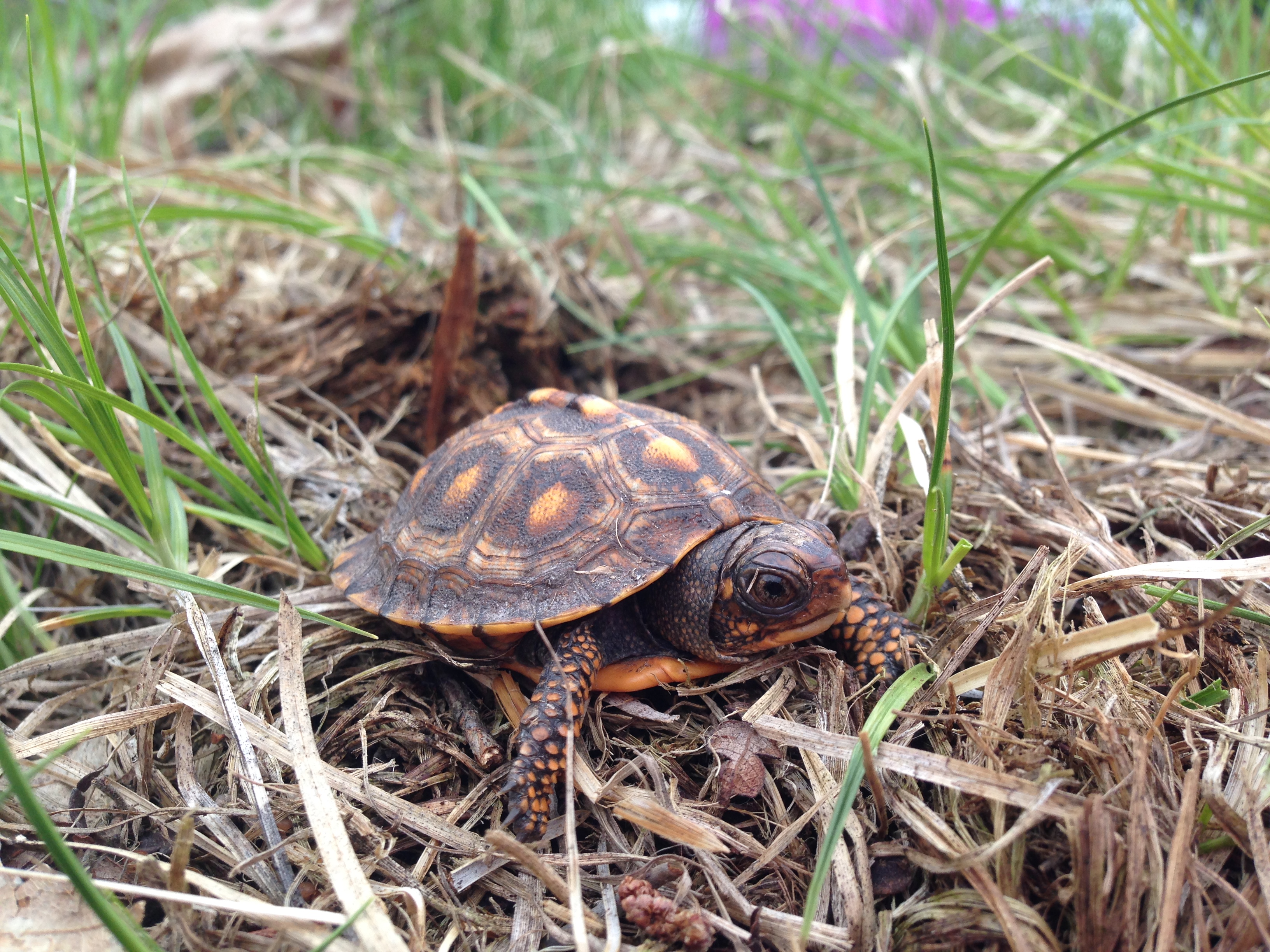 Eastern Box Turtle