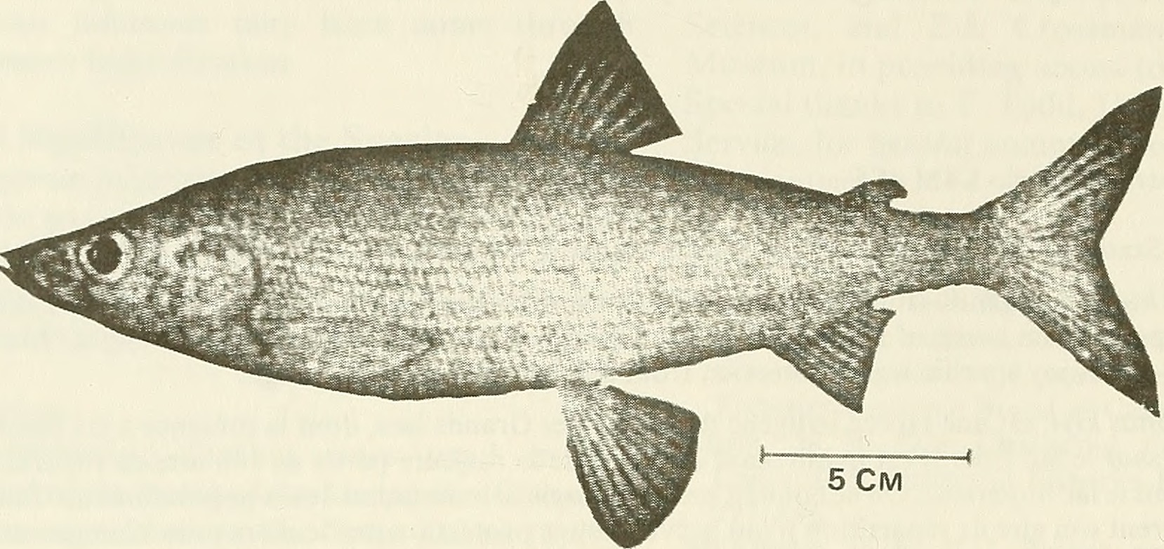 Kiyi, a focal species