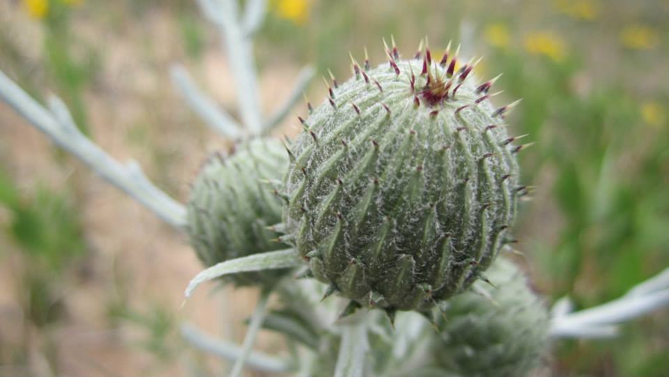 Pitcher's Thistle, a focal species