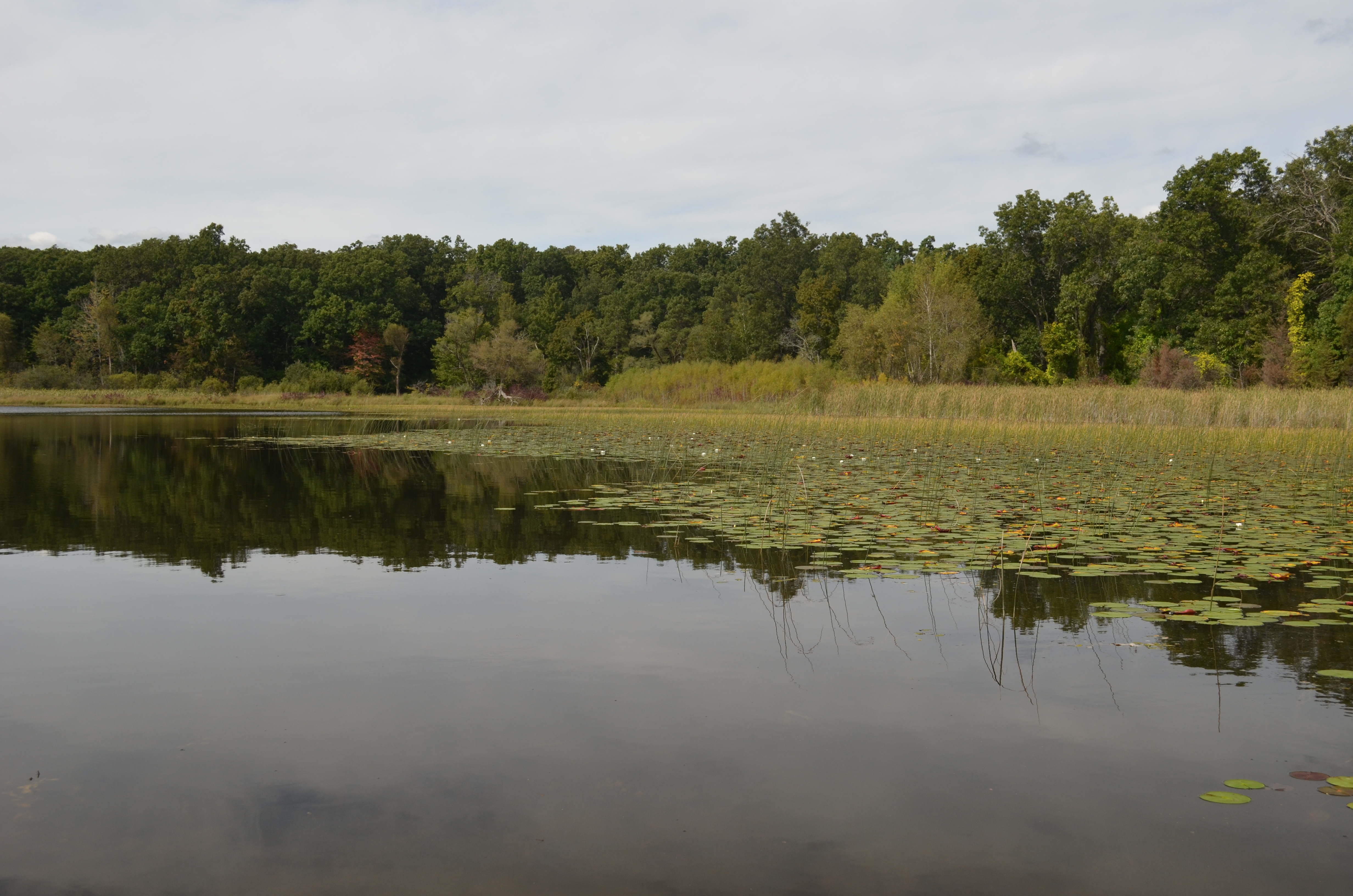 Littoral zone habitat