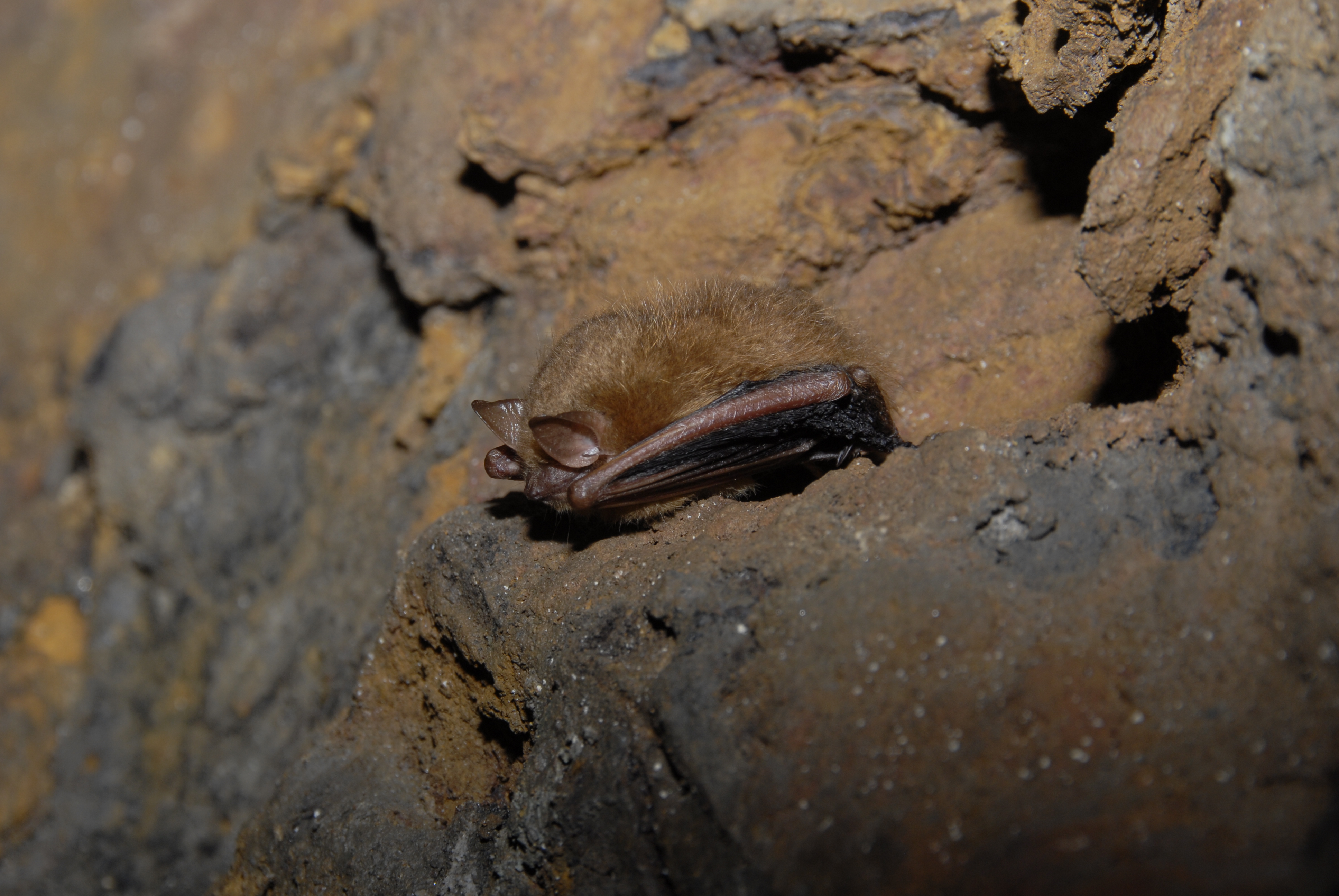 Tricolored Bat, a focal species