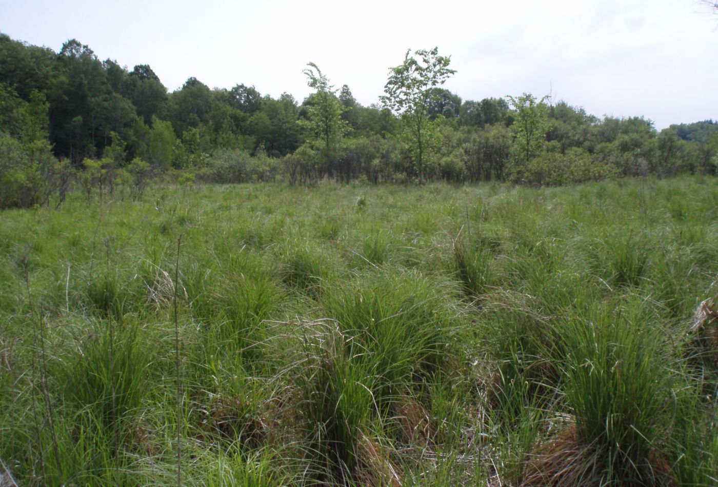 Eastern Massasauga habitat