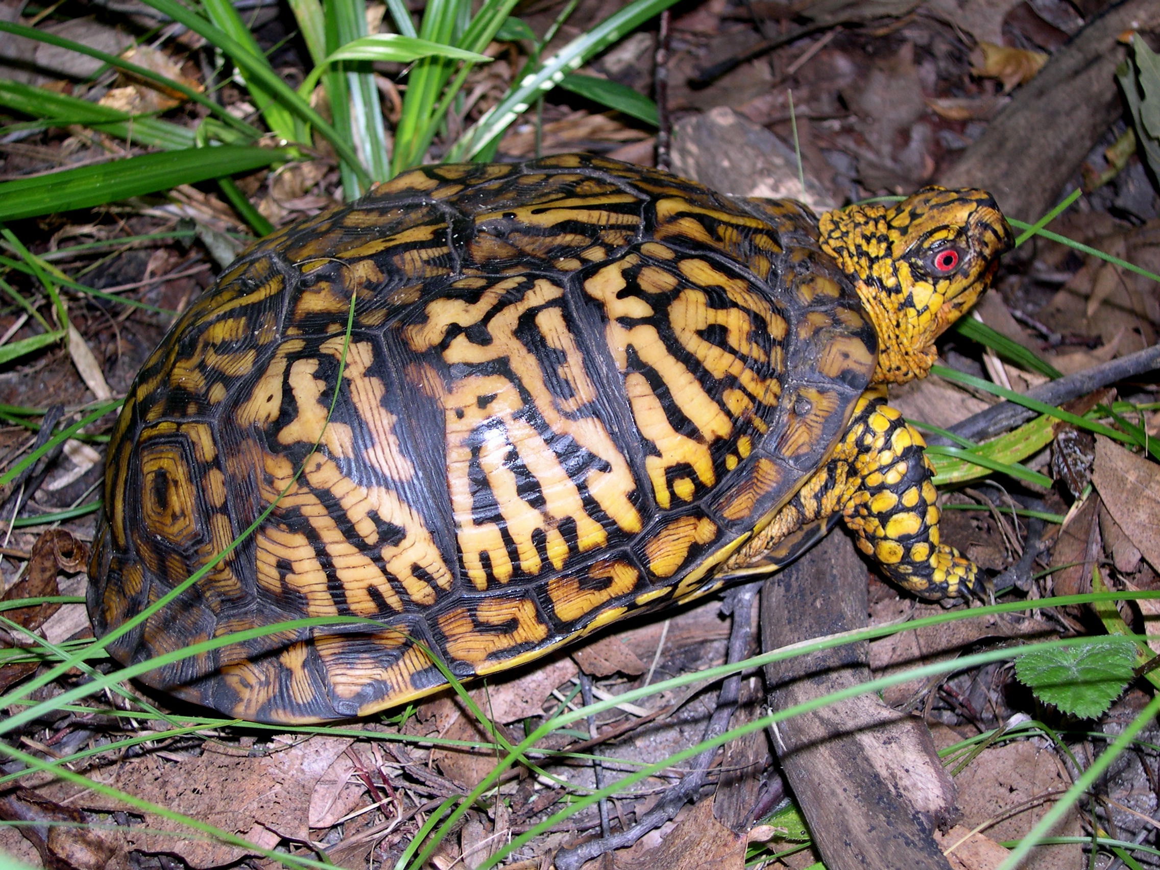 Eastern Box Turtle, a focal species