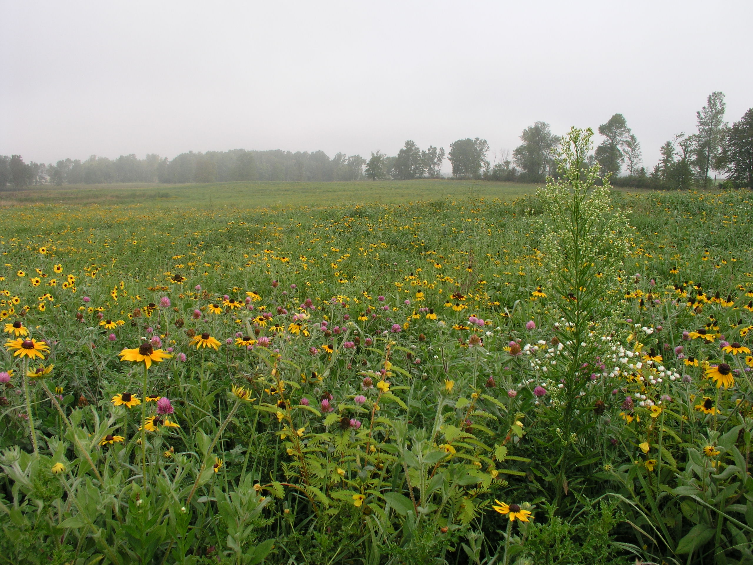 Grassland habitat
