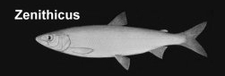 Shortjaw Cisco, a focal species