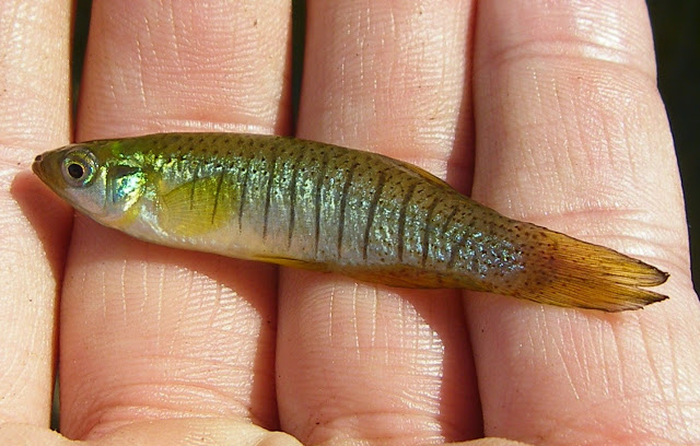 Starhead Topminnow, a focal species
