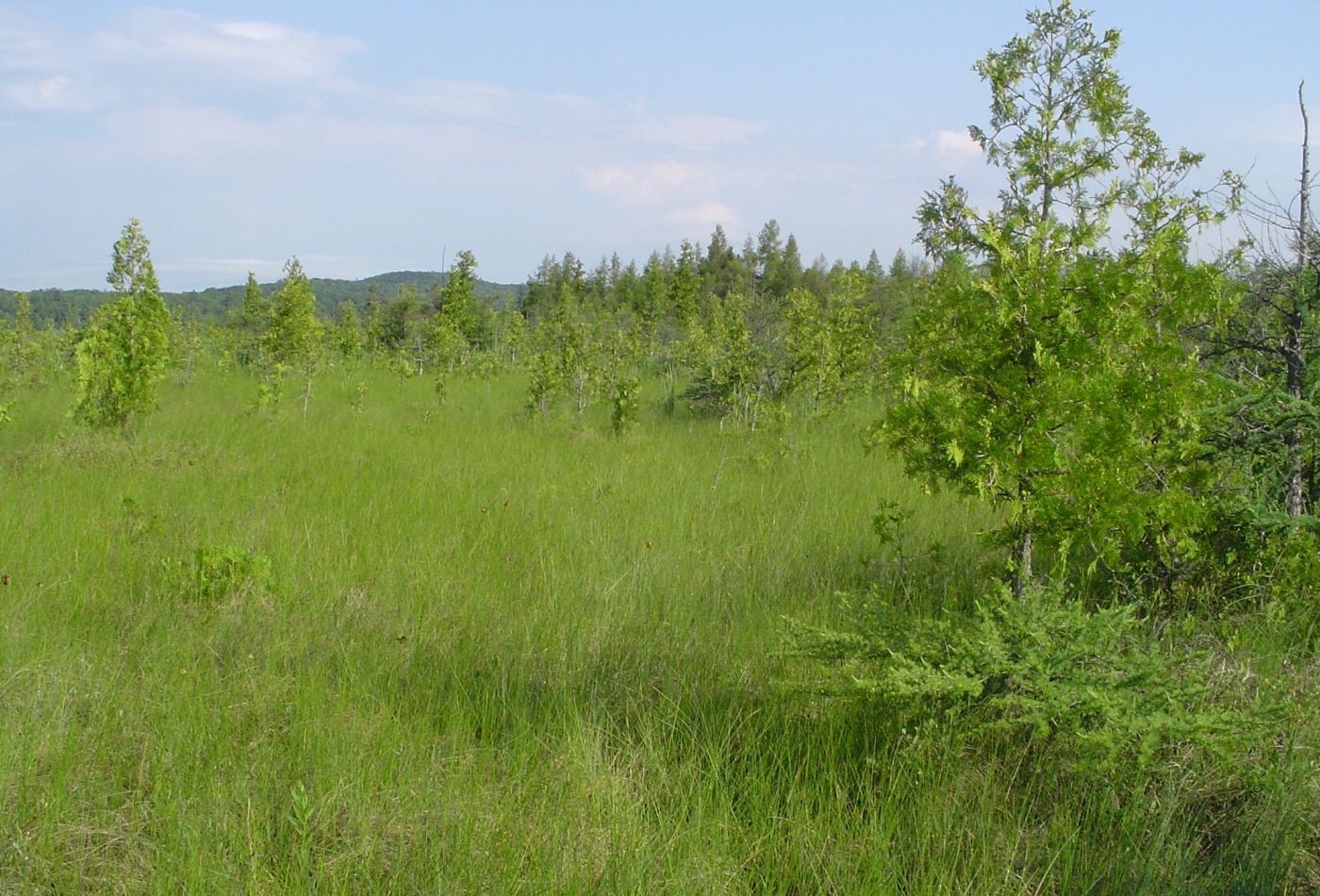 Fen habitat